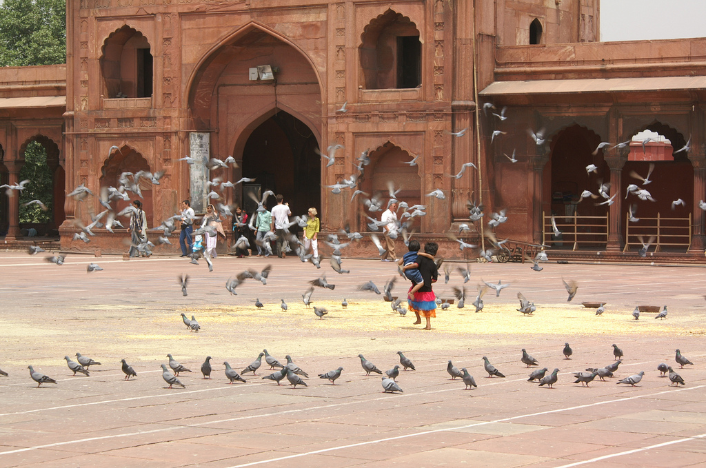 Kids playing around pigeons in the Red Fort