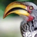 Birds of Eden