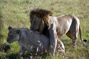 Mating Lions at Kichaka