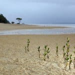 Beach on Fraser Island