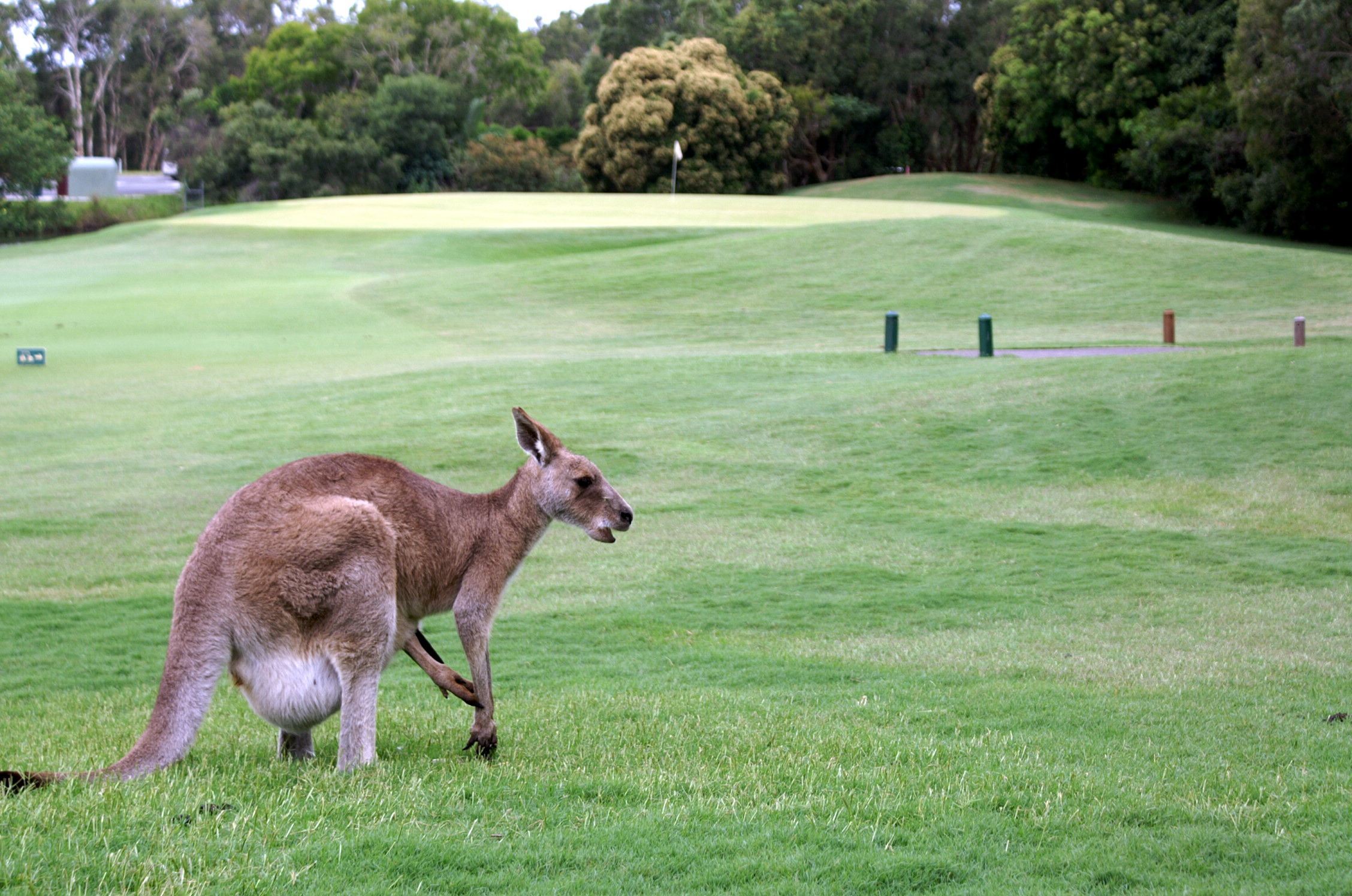 Kangaroo-Mum-Golf-Coolum