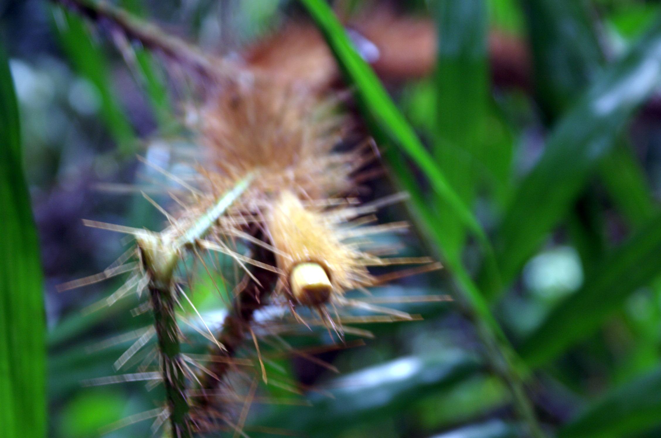 Rattan growing in the wet rainforest near Cape Tribulation