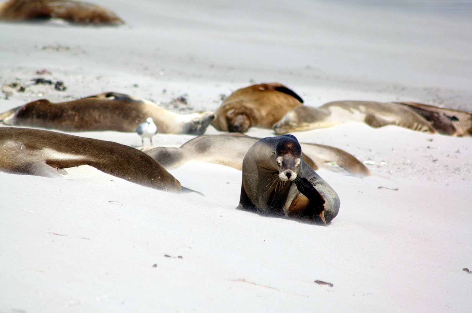 Sea Lions at Seal Bay, Kangaroo Island, South Australia