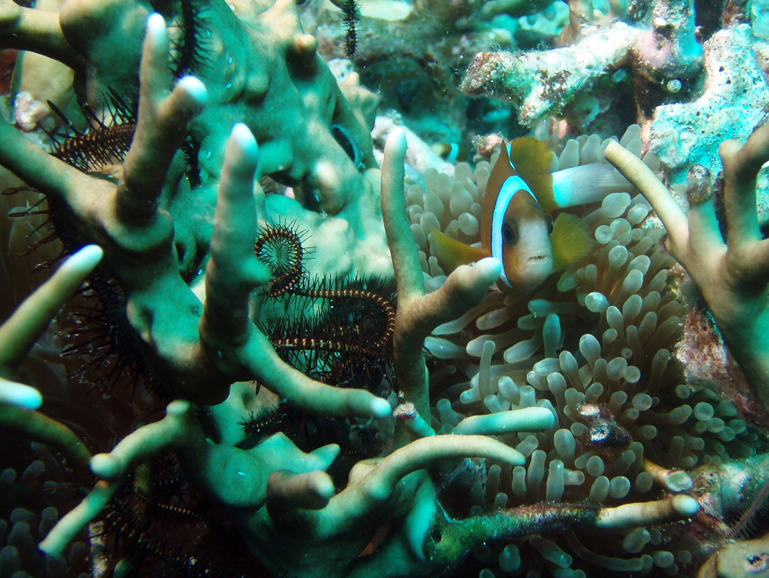 Clown-Fish-lonely-Great-Barrier-Reef-Australia