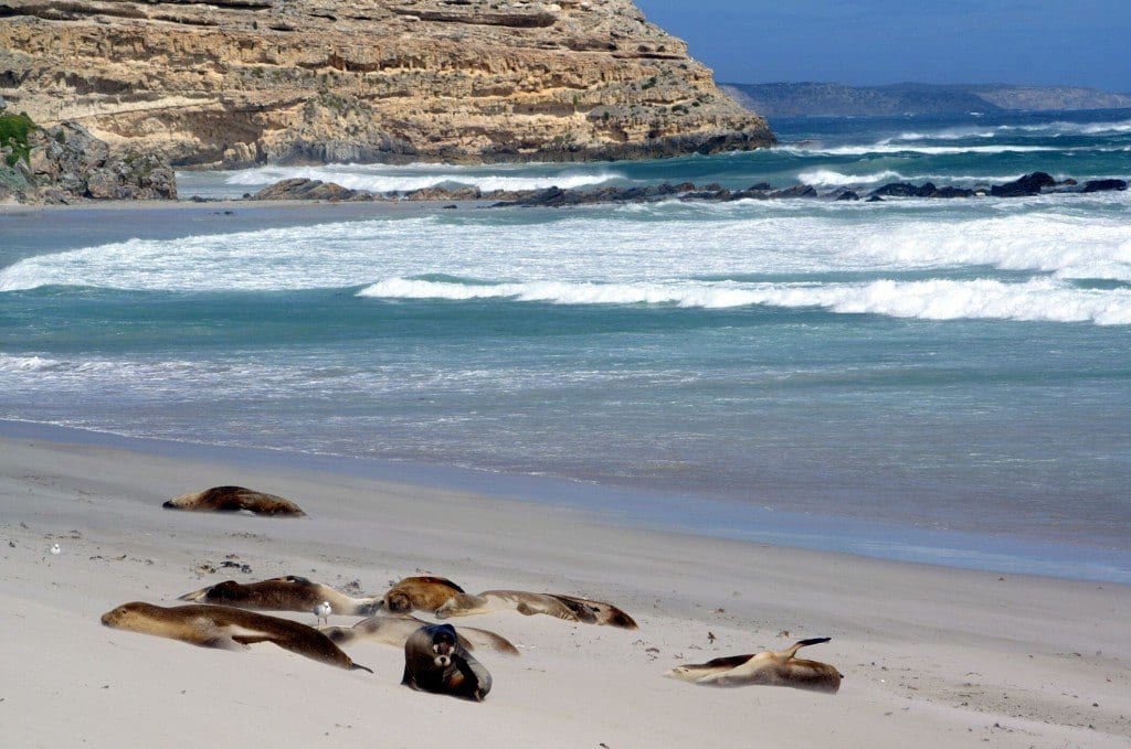 Sea Lions at Seal Bay on Kangaroo Island