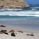 Sea Lions at Seal Bay on Kangaroo Island