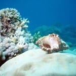 Great Barrier Reef