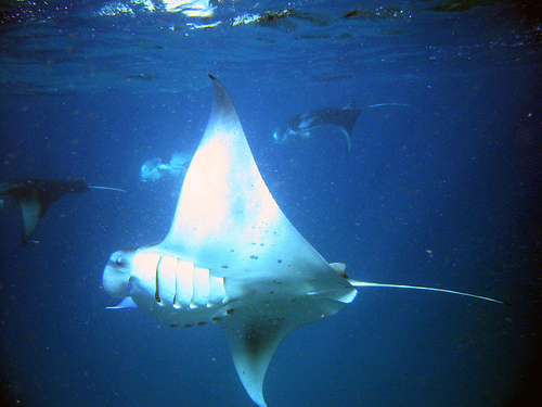 Manta rays feeding off of Cocos Palm, Maldives, Indian Ocean