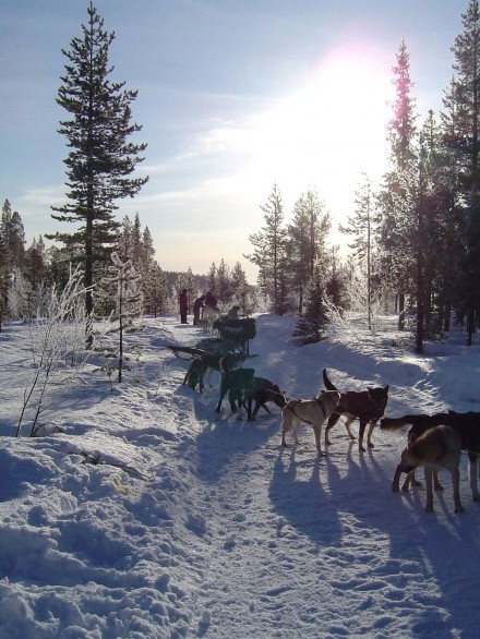 Dog sled in lapland's finnish woods