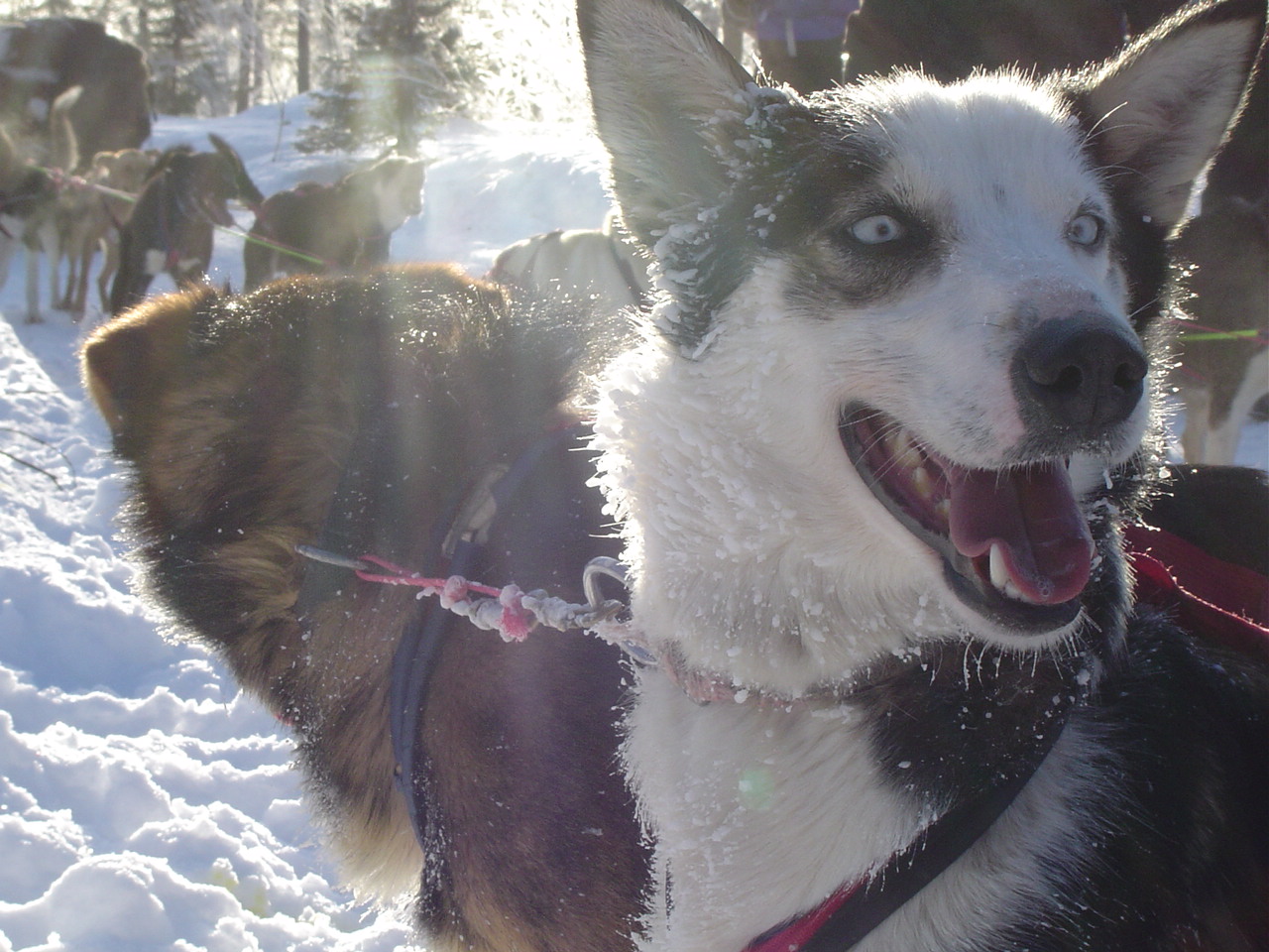 Huskies while dog sledding in lapland, finland