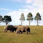 Safari in South Africa