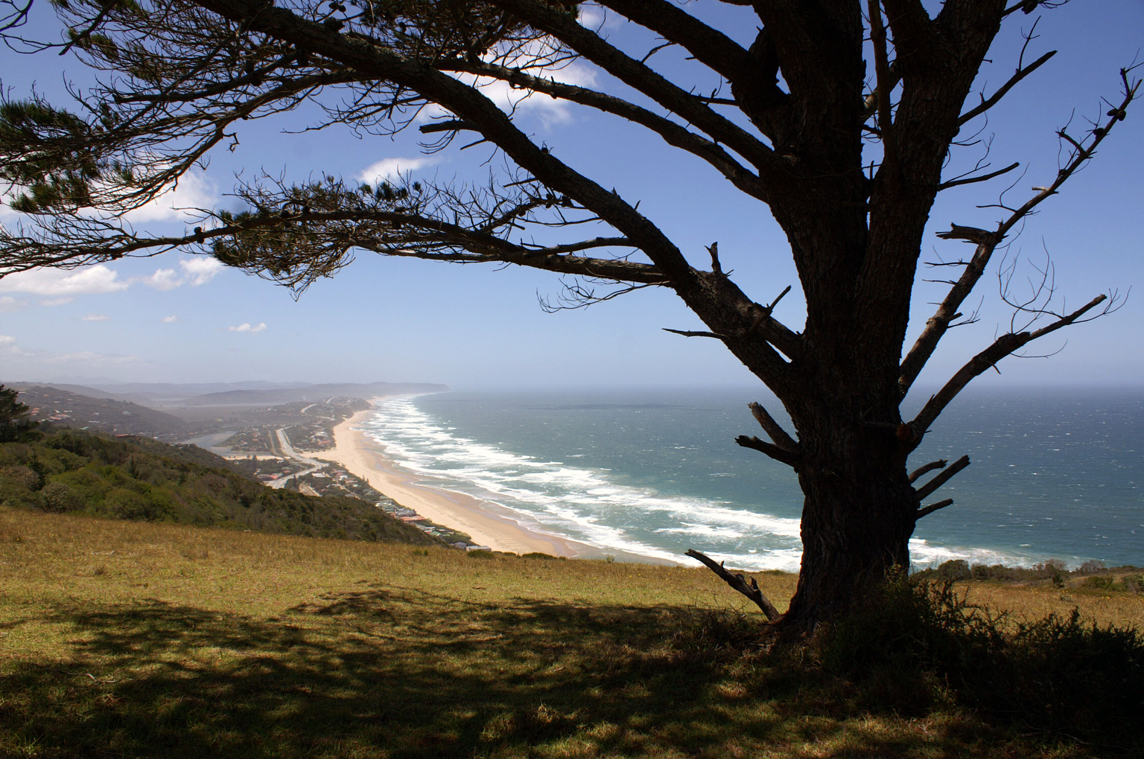 Tree and view of Garden Route in South Africa