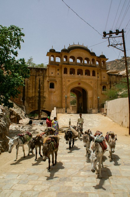 Mules near Samode Palace gate