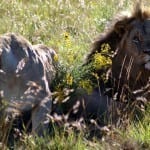 The Lion King and his Lioness