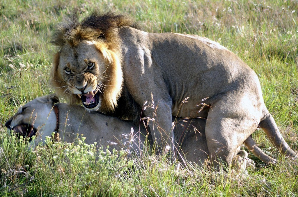 Mating Lions on the game drive in South Africa