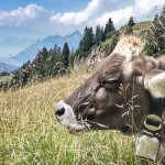 Swiss Alps: Mountain hiking in the Hoch-Ybrig 2 | travel memo