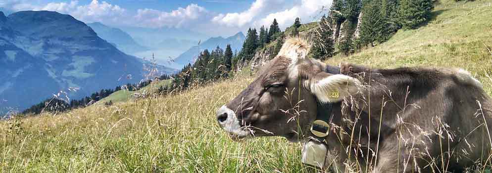 Swiss Alps: Mountain hiking in the Hoch-Ybrig 4 | travel memo