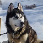 A beautiful blue-eyed husky at Espace Nordique du Haut-Giffre, Col de Joux Plane, above Samoëns