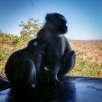 Baboon mother at Victoria Falls Safari Lodge