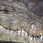 Crocodile teeth