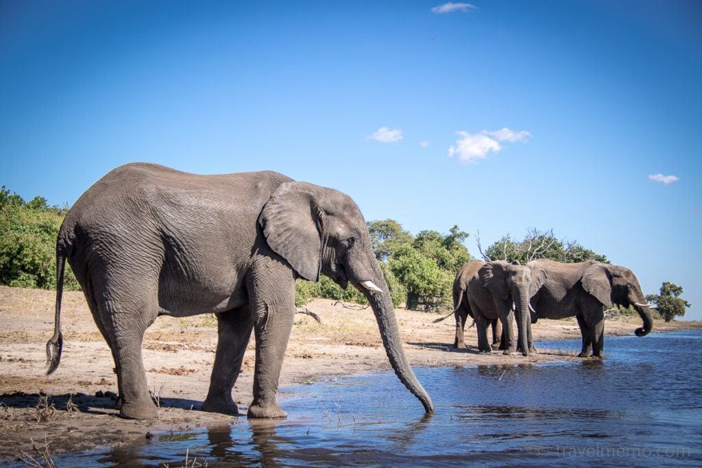 The swimming elephants of Botswana's Chobe River 2 | travel memo