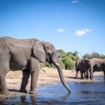 The swimming elephants of Botswana's Chobe River 2 | travel memo