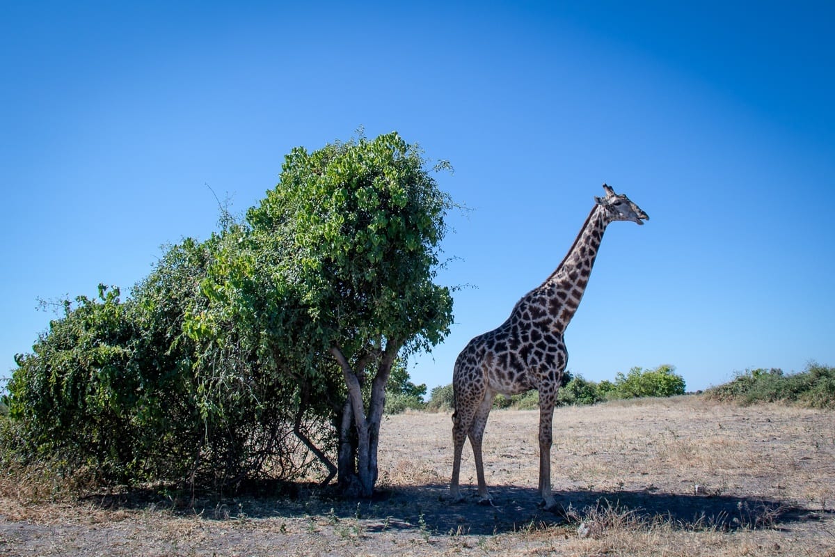 Giraffe Chobe National Park