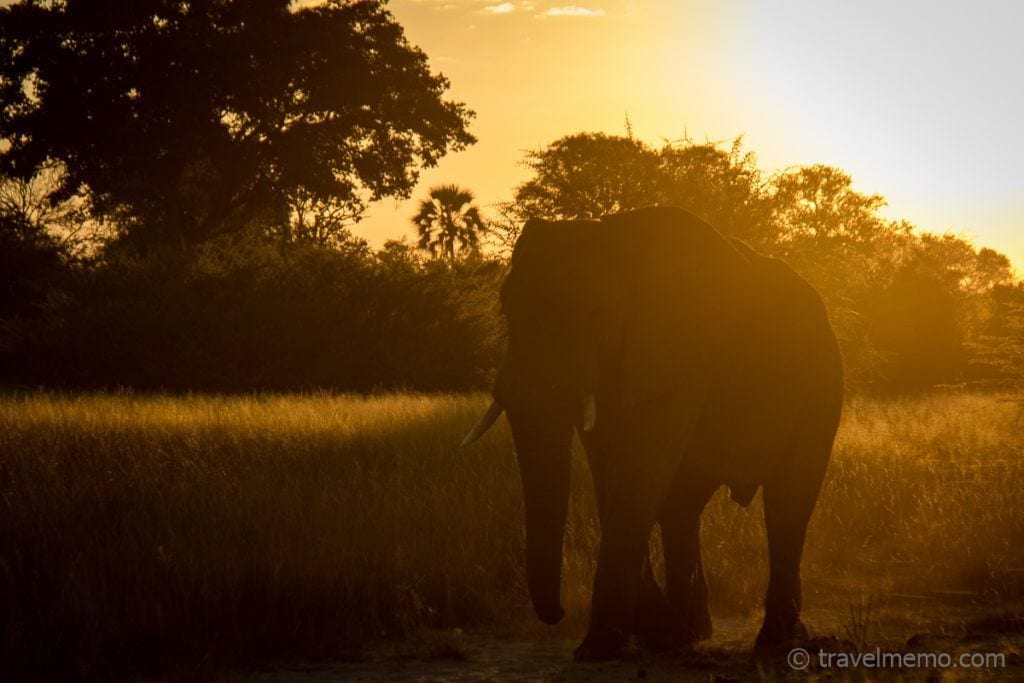 Beauties and beasts: the "Big Five" and "Ugly Five" 1 | travel memo
