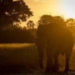 Beauties and beasts: the "Big Five" and "Ugly Five" 3 | travel memo