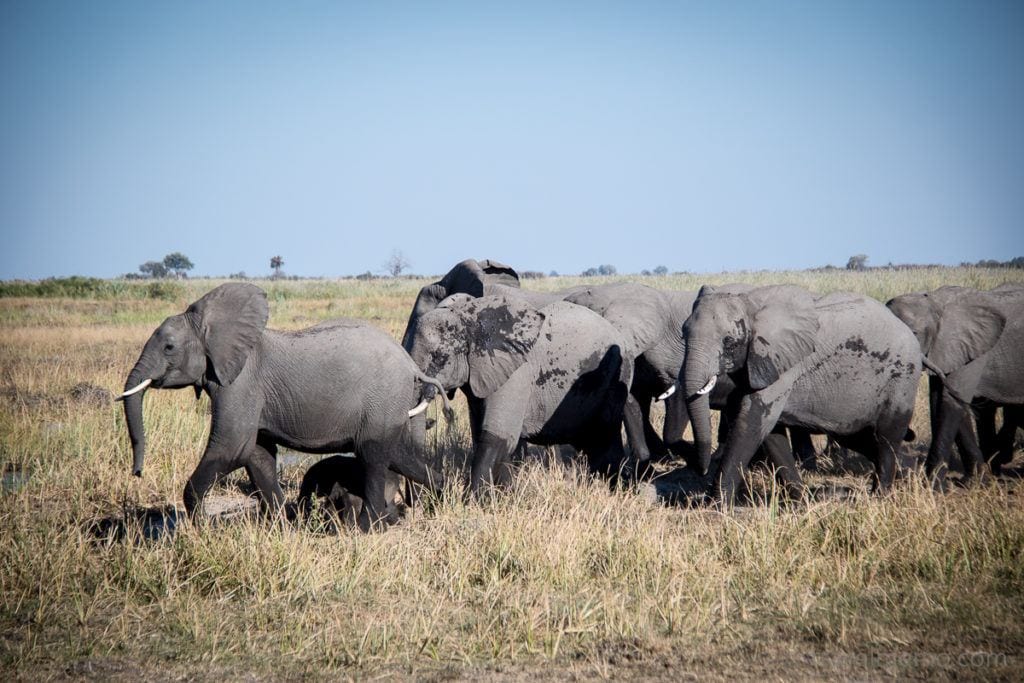 Wildlife Paradise: on Safari in Botswana's Linyanti Concession 2 | travel memo