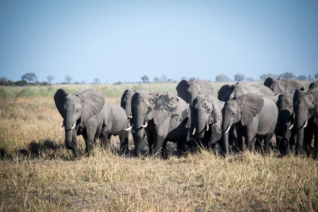 Wildlife Paradise: on Safari in Botswana's Linyanti Concession 1 | travel memo