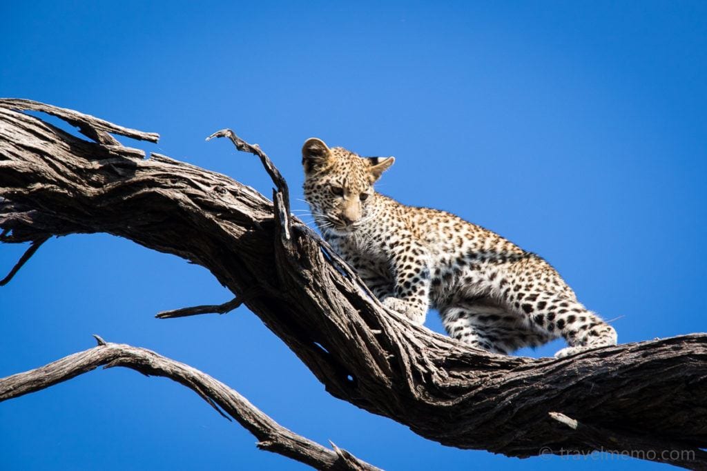 Little leopard cub on a tree