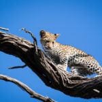 Little leopard cub on a tree