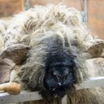 Black nose sheep