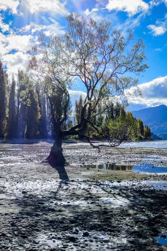 The ridiculously famous, much photographed Lake Wanaka tree – high and dry, out of the water