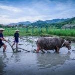 ploughing the paddy field