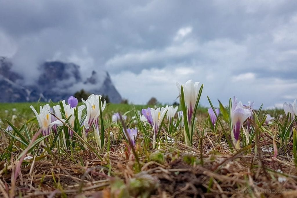 Springtime on the Seiser Alp with Schlern mountain in the background