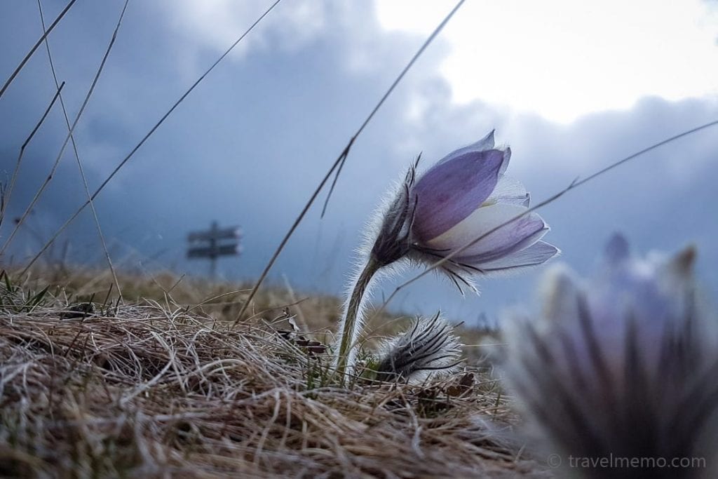 Alpine flower on the Seiser Alp – just before the rain