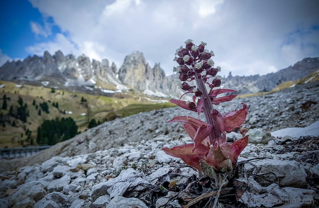 Alpine flower with Cir Peaks in the background