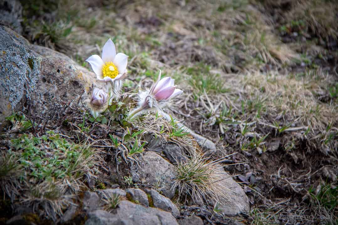 Alpine flowers on the Seiser Alp
