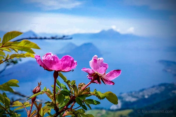 Panorama with flowers on the Glettialp