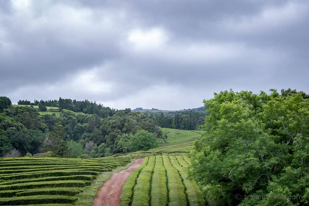 The Gorreana family's tea plantation