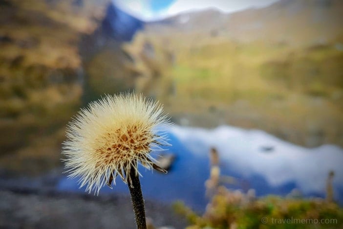 Thistle by the Bachalpsee