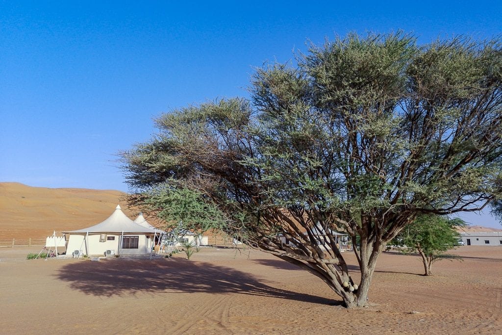 Desert Nights Camp - a detour into the desert 9 | travel memo