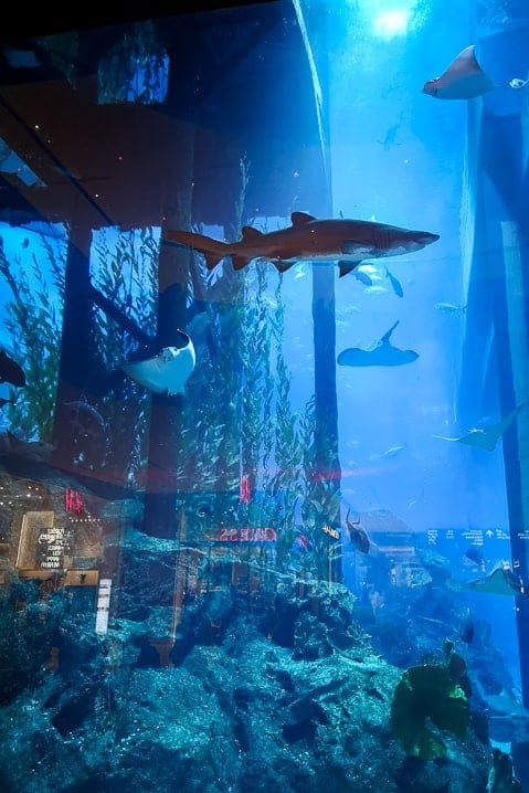 Creatures of the Dubai Mall aquarium