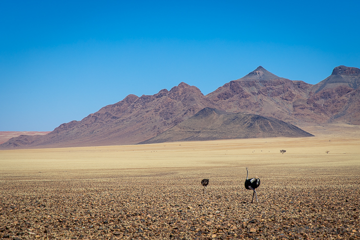 Ostrich in NamibRand