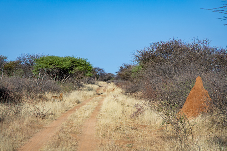 Cheetah in the Okonjima Nature reserve