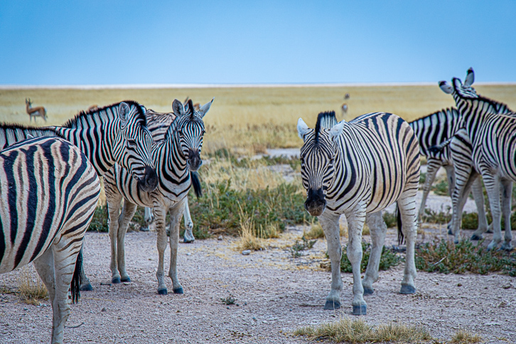 Zebras in Etosha Nationalpark