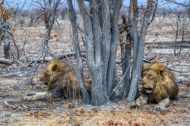 Etosha Nationalpark Namibia