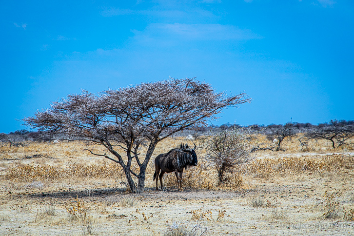 Gnu im Etosha Nationalpark